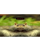 Squirrel Stapler * STEAM RU АВТО 0