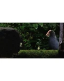 Seedlings * STEAM РОССИЯ АВТОДОСТАВКА 0 КАРТЫ