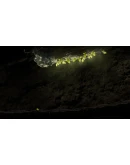 Seedlings * STEAM РОССИЯ АВТОДОСТАВКА 0 КАРТЫ