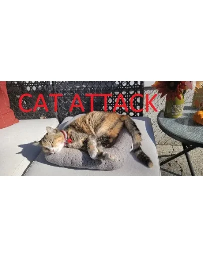 Cat Attack * STEAM РОССИЯ АВТОДОСТАВКА 0 КАРТЫ