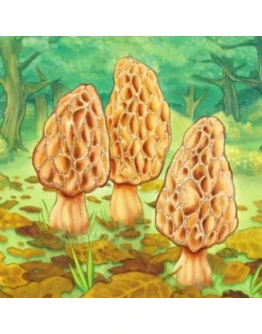 Morels iPhone ios iPad Appstore +БОНУС ИГРЫ