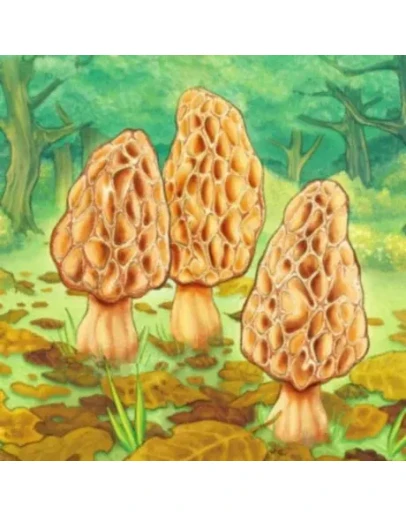 Morels iPhone ios iPad Appstore +БОНУС ИГРЫ