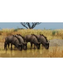 Planet Zoo: Grasslands Animal Pack (Steam Gift Россия) Planet Zoo: Grasslands Animal Pack (Steam Gift Россия)