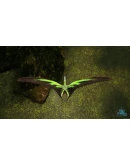 Beasts of Bermuda - Tropeognathus Supporter Warpaint