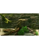 Biotope КЛЮЧ STEAM РФ+СНГ