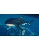 JWE 2 Park Managers' Collection Pack STEAM КЛЮЧ DLC