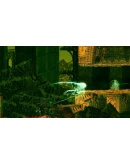 Source of Madness XBOXПокупка на Ваш аккаунт