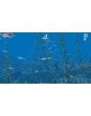 Storm Boy КЛЮЧ STEAM РФ+СНГ