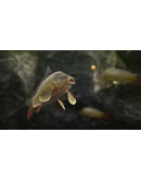 SCUM КЛЮЧ STEAM RU+СНГ (AM, AZ, GE, KG, M