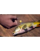 SCUM КЛЮЧ STEAM RU+СНГ (AM, AZ, GE, KG, M