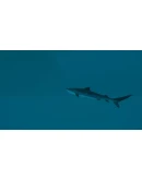 Ultimate Fishing Simulator 2 КЛЮЧ STEAM РФ+СНГ