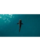 DLC Ultimate Fishing Simulator - Florida КЛЮЧ STEAM