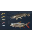 DLC Ultimate Fishing Simulator - Kariba Dam КЛЮЧ DLC Ultimate Fishing Simulator - Kariba Dam КЛЮЧ