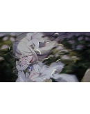 1st.cut:The Reason She Must Perish STEAM РОССИЯ