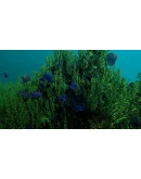 Ecosystem * STEAM РОССИЯ АВТОДОСТАВКА 0 КАРТЫ