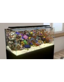 Behind Glass: Aquarium Simulator * STEAM RU