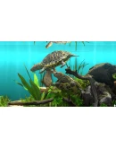 Behind Glass: Aquarium Simulator * STEAM RU
