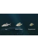 Ultimate Fishing Simulator - New Fish Species DLC