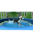 Little Friends Puppy Island PC -- KEY
