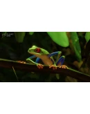 Planet Zoo: South America Pack DLC * STEAM РОССИЯ