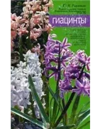 Гиацинты + БОНУС