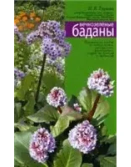 Вечнозеленые баданы + БОНУС