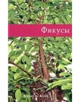 Фикусы + БОНУС