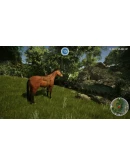 Animal Doctor Steam КЛЮЧ GLOBAL