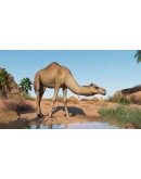 Planet Zoo - Arid Animal Pack DLC Steam КЛЮЧ GLOBAL