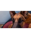 Doggy Up! Xbox One &amp Xbox Series XS активация