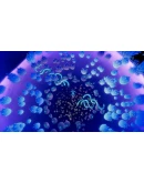 Oceanarium Steam КЛЮЧ EU+US Oceanarium Steam КЛЮЧ EU+US