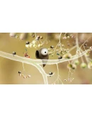 Botanicula Steam КЛЮЧ GLOBAL