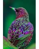 Тест товар с параметрами