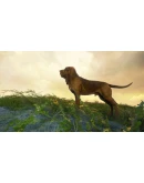 theHunter: Call of the Wild - Bloodhound DLC