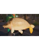 FISHING SIM WORLD: PRO TOUR + THE CATCH: CARP &amp COARSE