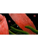 The Master's Pupil Xbox OneXS активация