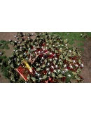 Greedland XBOX SERIES XS Цифровой Ключ