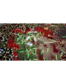 Greedland XBOX SERIES XS Цифровой Ключ