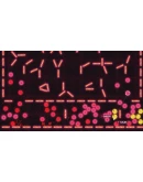 BOOL CAPTURE (WINDOWS) PC (WIN) КЛЮЧ/КОД