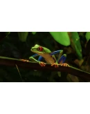 PLANET ZOO: НАБОР ЮЖНАЯ АМЕРИКА XBOX SERIES SX КЛЮЧ/