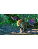 PLANET ZOO: НАБОР ЮЖНАЯ АМЕРИКА XBOX SERIES SX КЛЮЧ/