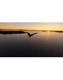 FS Birds - Canada West MSFS FS Birds - Canada West MSFS