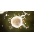 Botanicula. STEAM-ключ (Global)