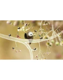 Botanicula. STEAM-ключ (Global)