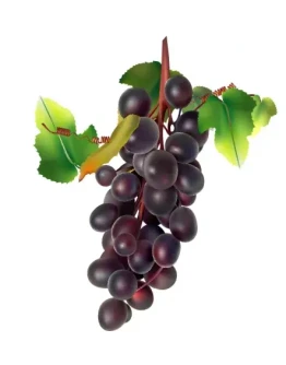 Виноград. Векторное изображение.