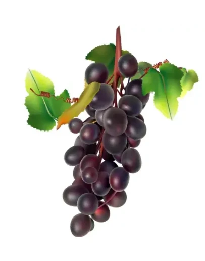 Виноград. Векторное изображение.