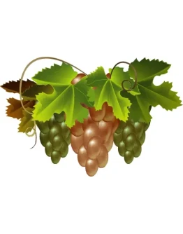 Гроздь винограда. Векторное изображение.