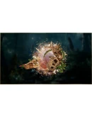 Last Epoch - Primal Templar Supporter Pack DLC - STEAM