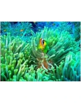 Cимфония морей - релаксационная заставка + БОНУС