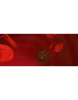 Скринсейвер Путешествие внутри человека + БОНУС